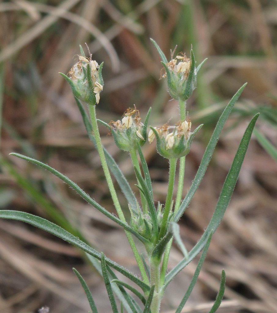 Plantago sempervirens